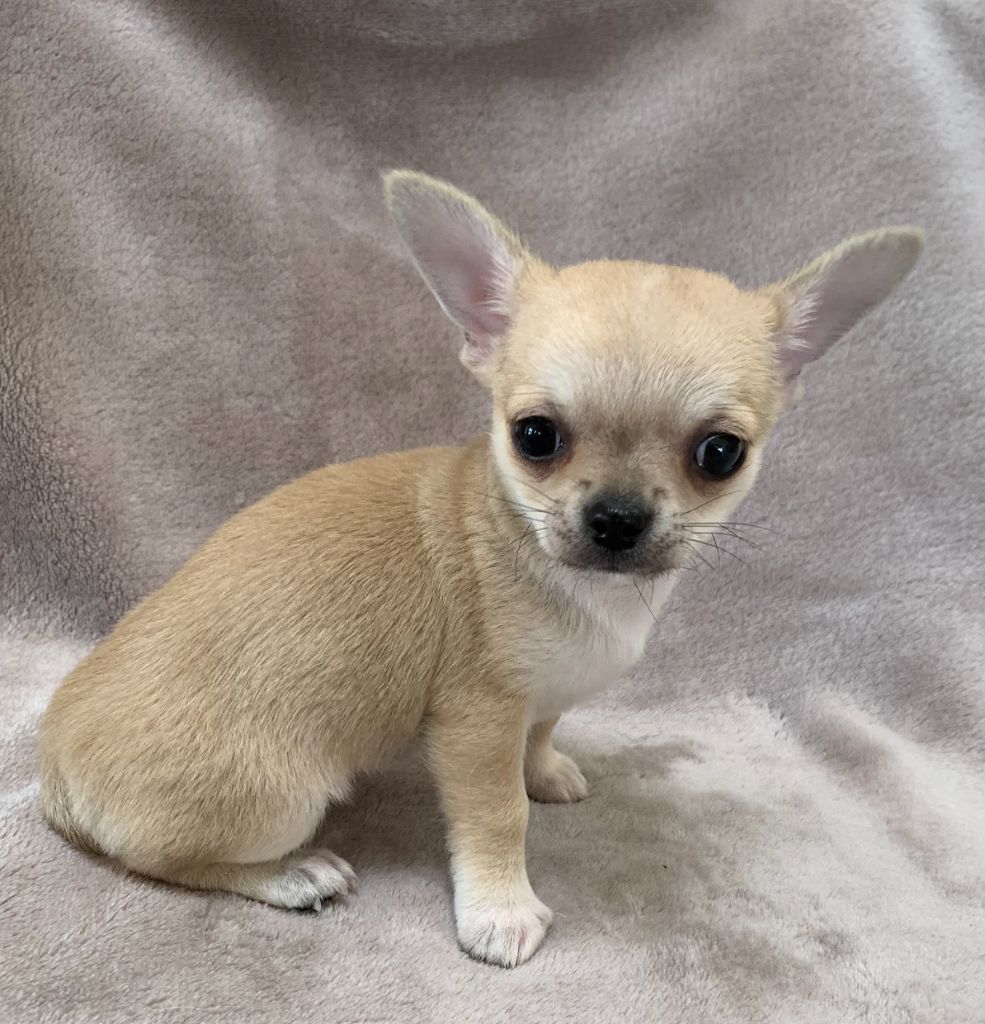 Des Barons De Maule - Chiot disponible  - Chihuahua