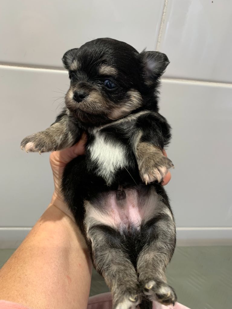 Des Barons De Maule - Chiot disponible  - Chihuahua