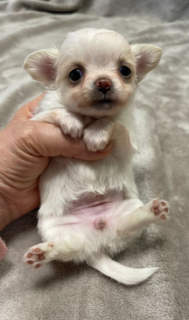 Des Barons De Maule - Chiot disponible  - Chihuahua