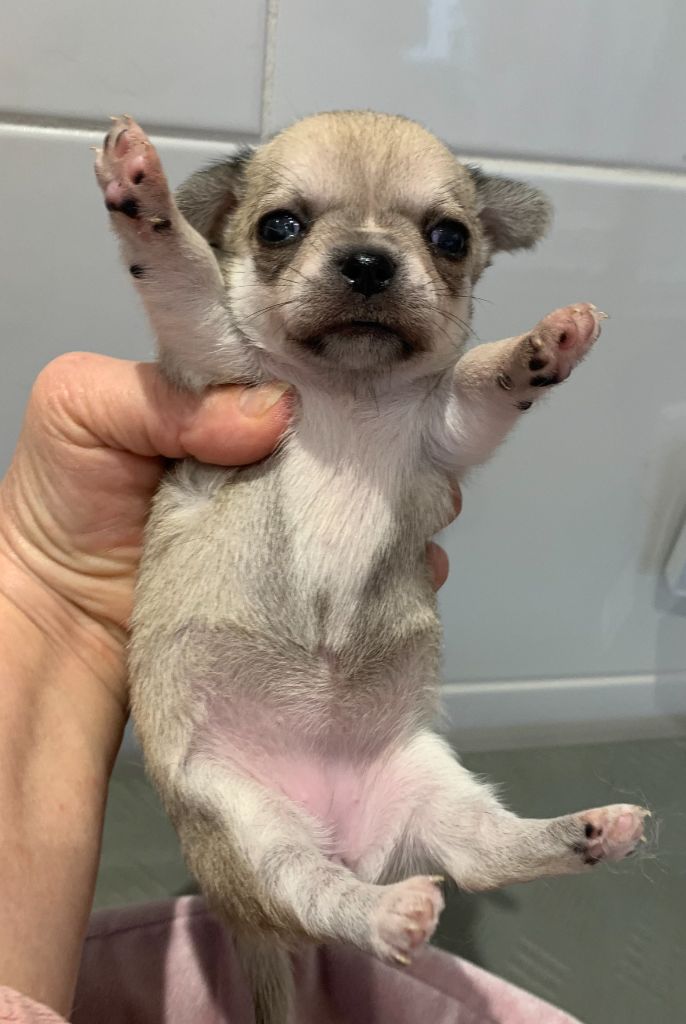 Des Barons De Maule - Chiot disponible  - Chihuahua