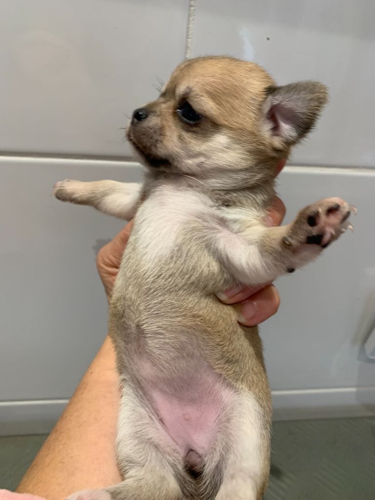 Des Barons De Maule - Chiot disponible  - Chihuahua