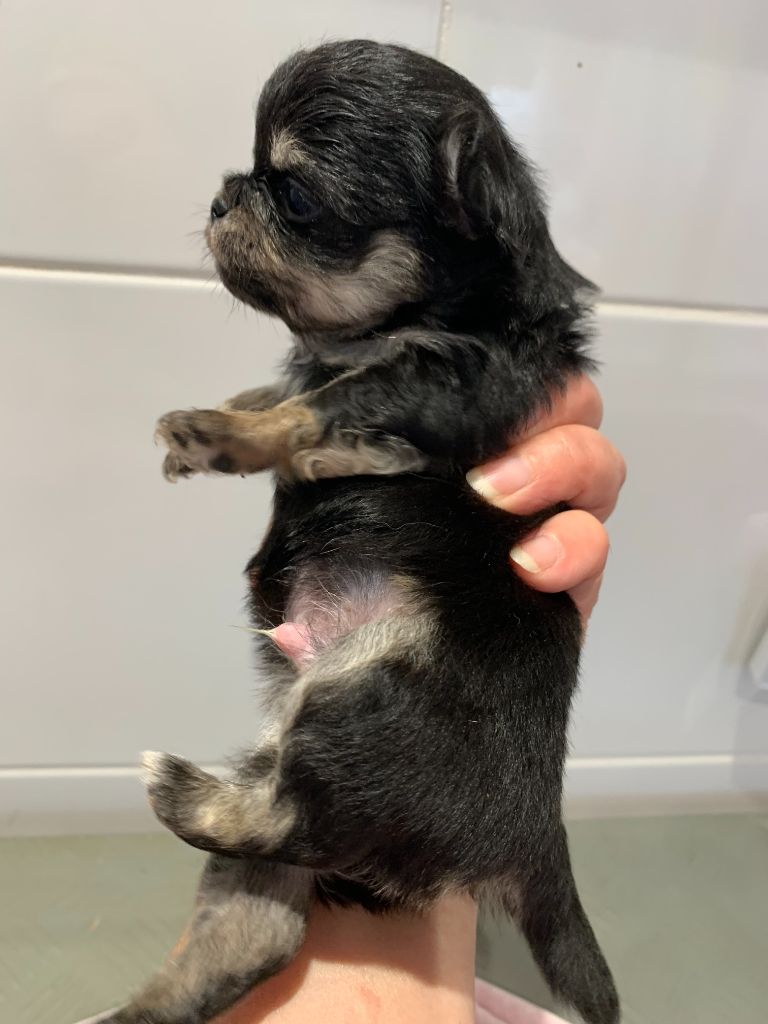 Des Barons De Maule - Chiot disponible  - Chihuahua