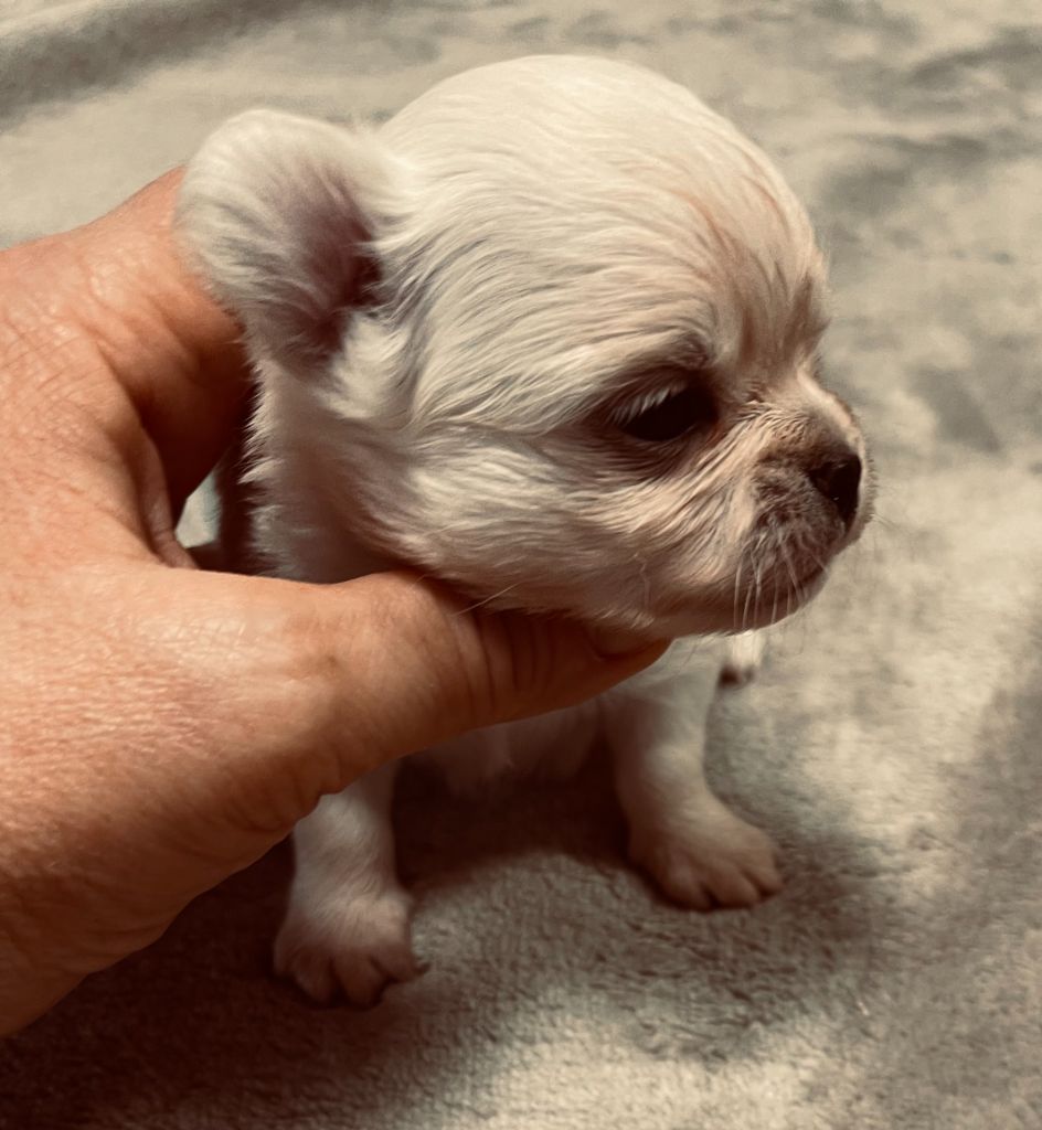 Des Barons De Maule - Chiot disponible  - Chihuahua