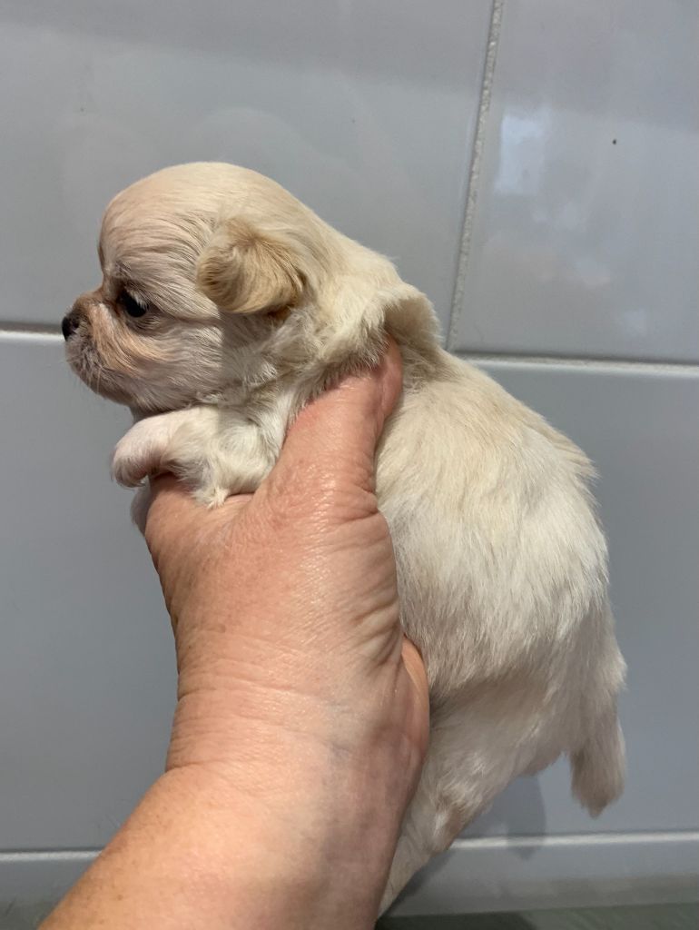 Des Barons De Maule - Chiot disponible  - Chihuahua