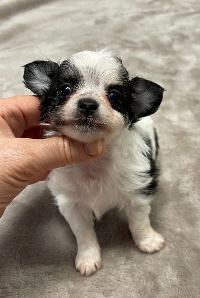 Des Barons De Maule - Chiot disponible  - Chihuahua