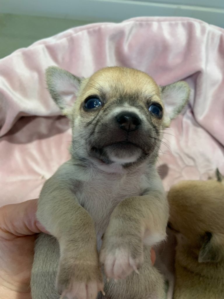 Des Barons De Maule - Chiot disponible  - Chihuahua