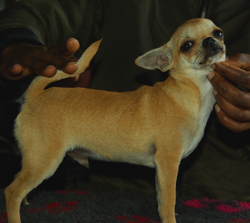 Moustique Des Barons De Maule