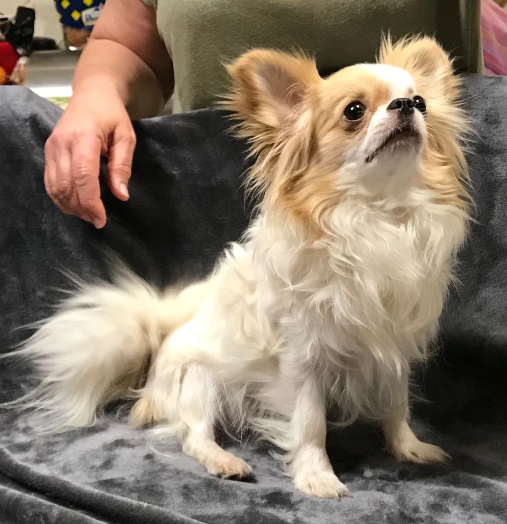 Roxy Des Barons De Maule