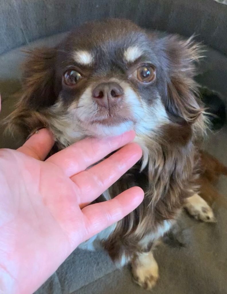 Villy wonka Des Barons De Maule