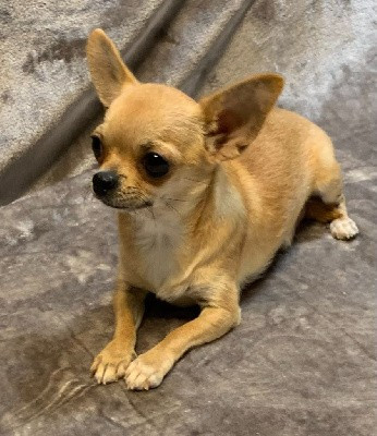 SAIKA DES ETOILES DE NICE