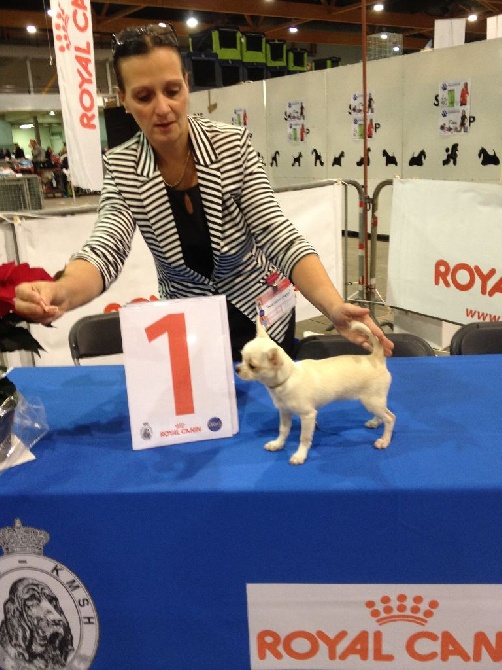 Des Barons De Maule - BRUXELLES DOG SHOW le 6 décembre 2014