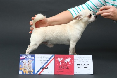 Des Barons De Maule - Derniers résultats de Mon mâle Dolce Milagro Badzho Grante