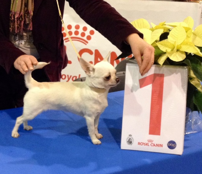 Des Barons De Maule - Résultats Bruxelles Dog Show le 6 décembre 2014