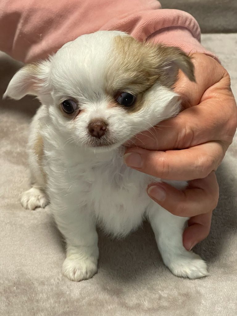Des Barons De Maule - Chiots disponibles - Chihuahua