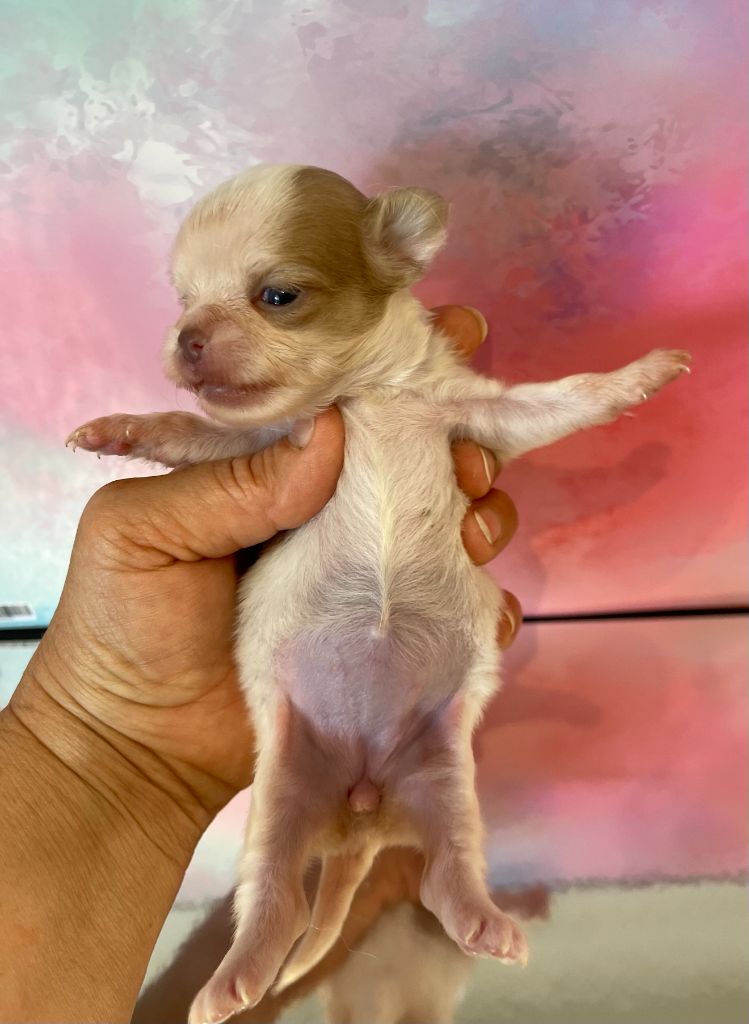 Des Barons De Maule - Chiots disponibles - Chihuahua