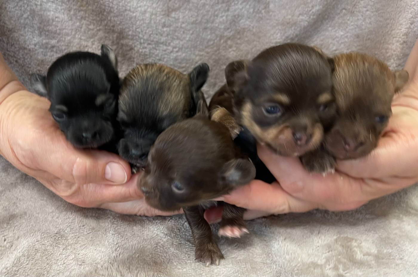 Chiot Chihuahua Des Barons De Maule