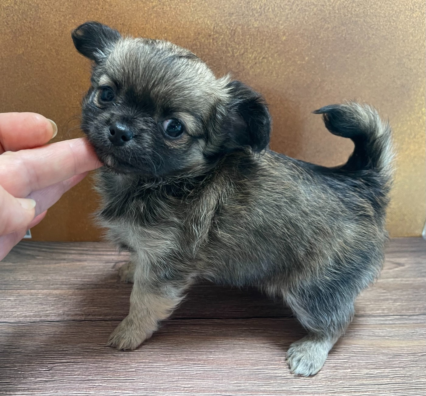 Des Barons De Maule - Chiots disponibles - Chihuahua