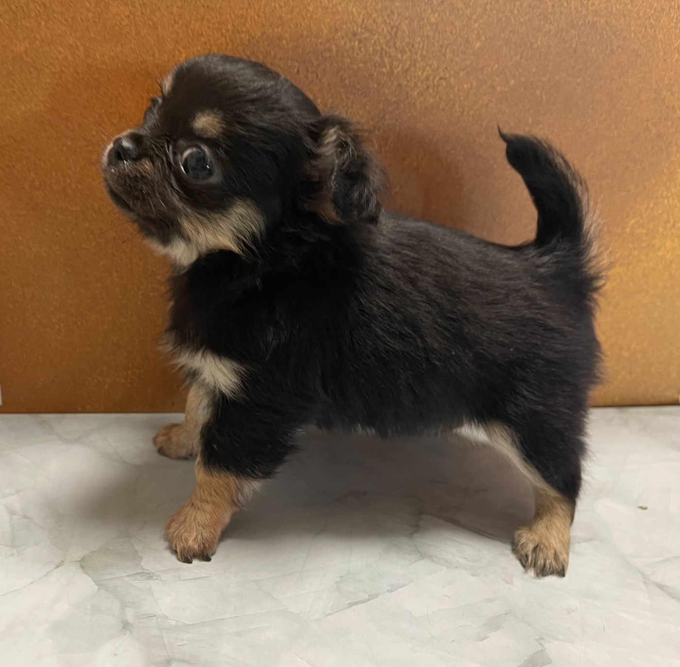 Des Barons De Maule - Chiots disponibles - Chihuahua