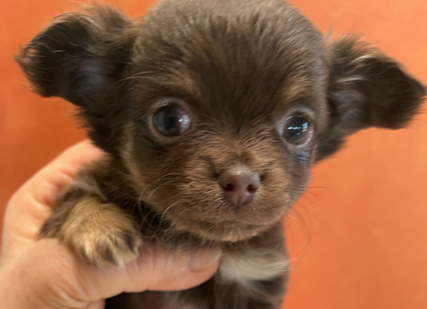 Des Barons De Maule - Chiots disponibles - Chihuahua