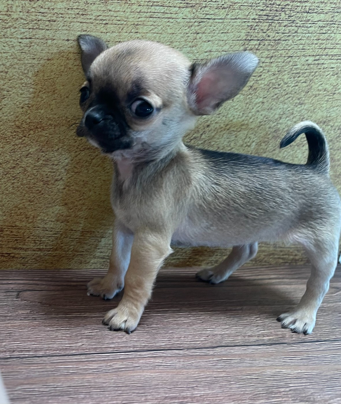 Des Barons De Maule - Chiots disponibles - Chihuahua