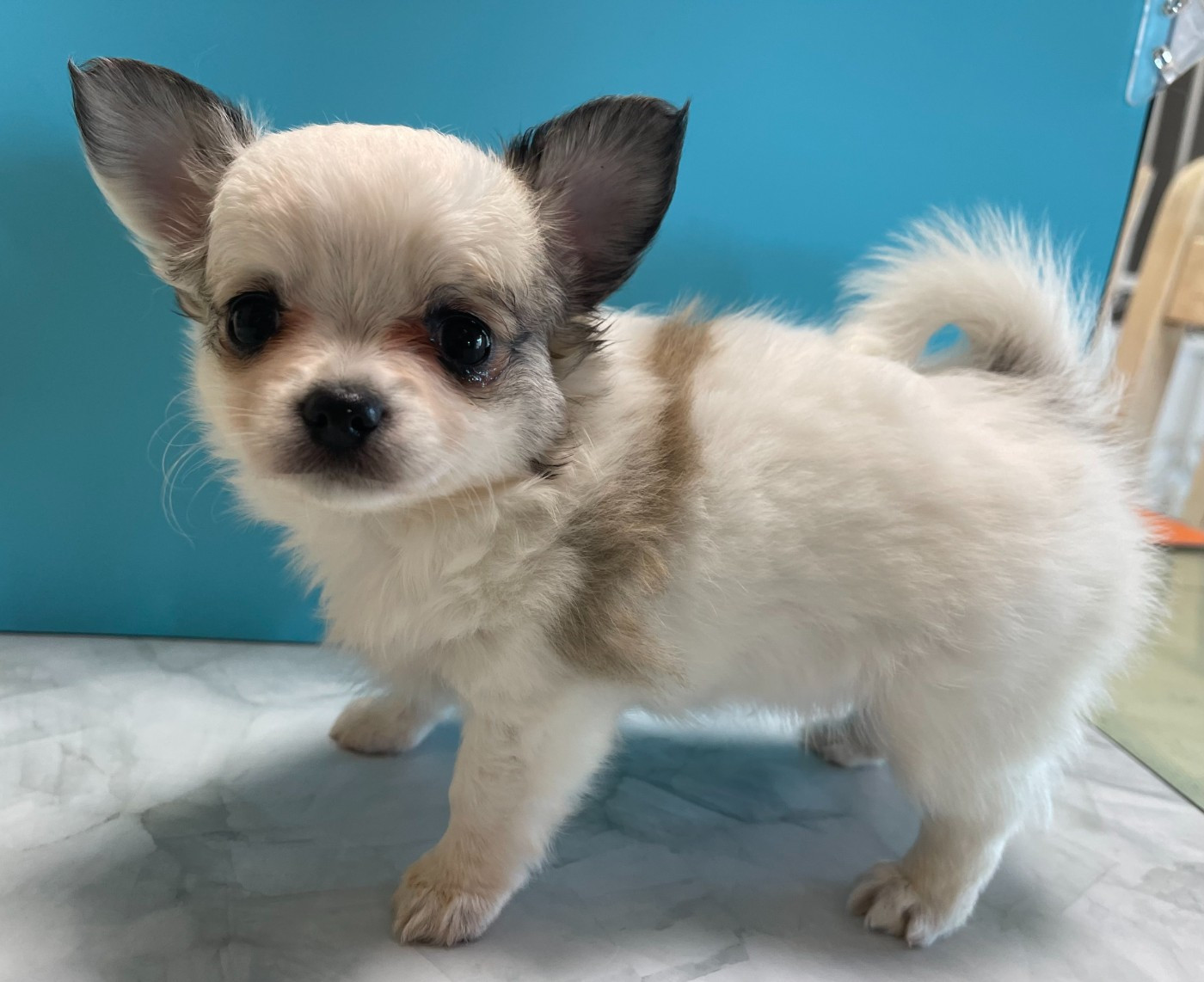 Des Barons De Maule - Chiots disponibles - Chihuahua
