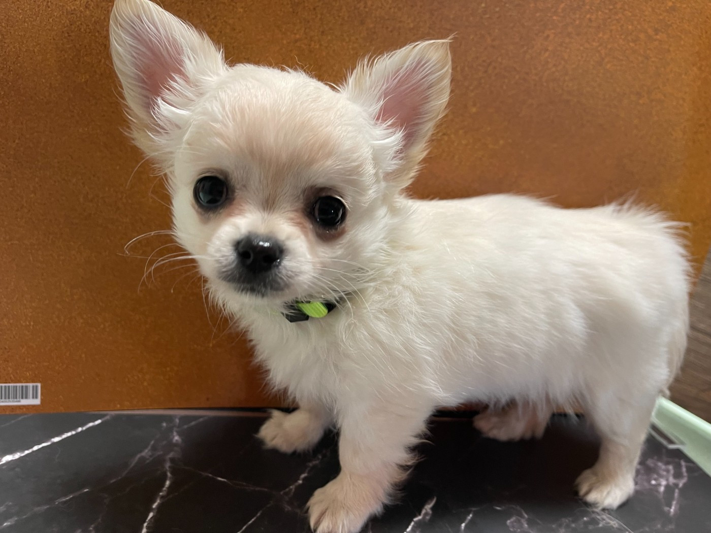 Des Barons De Maule - Chiots disponibles - Chihuahua