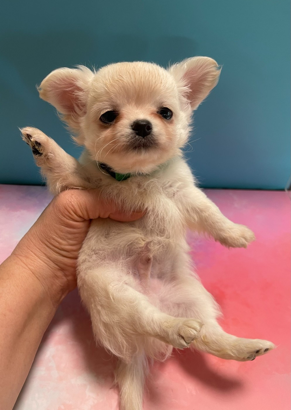 Des Barons De Maule - Chiots disponibles - Chihuahua