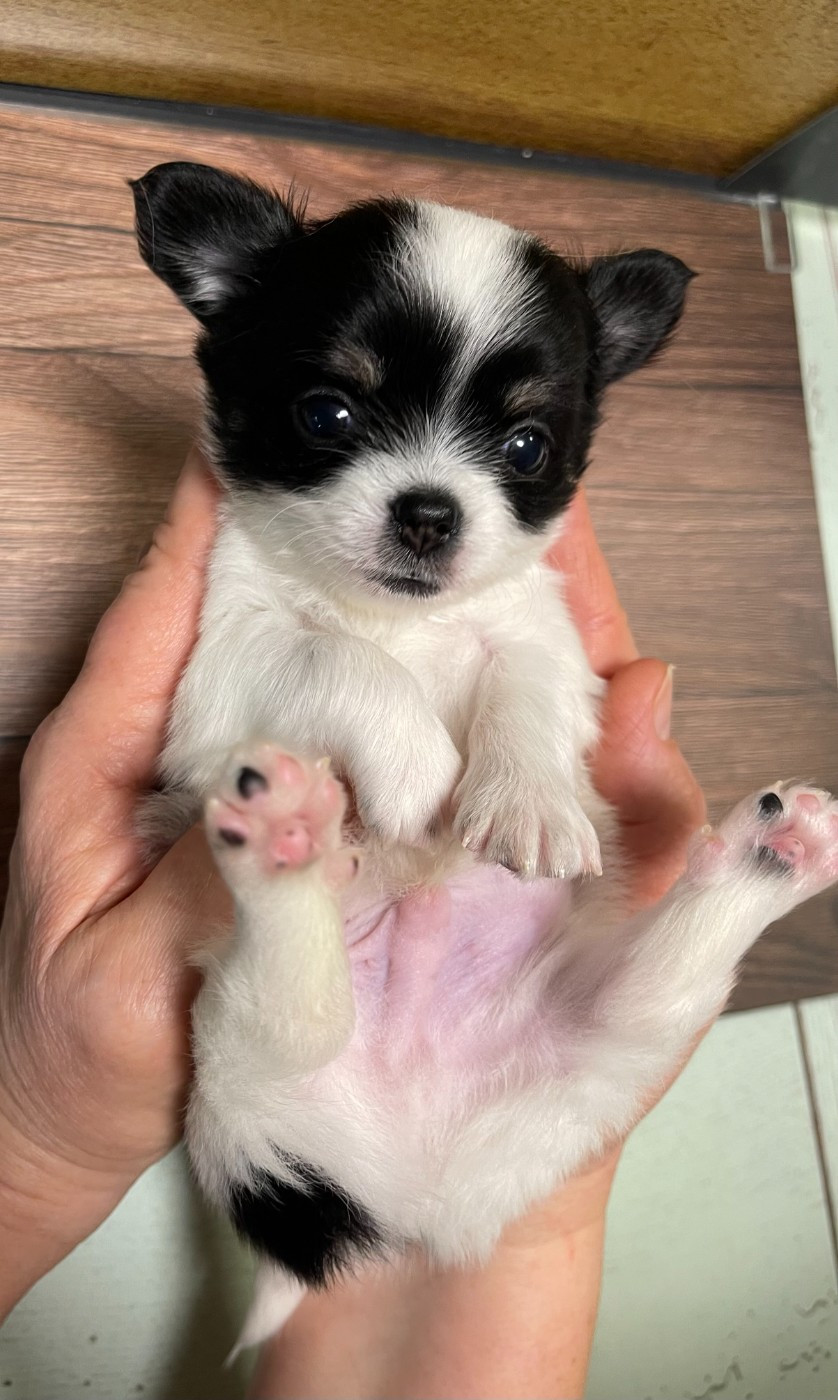 Des Barons De Maule - Chiots disponibles - Chihuahua