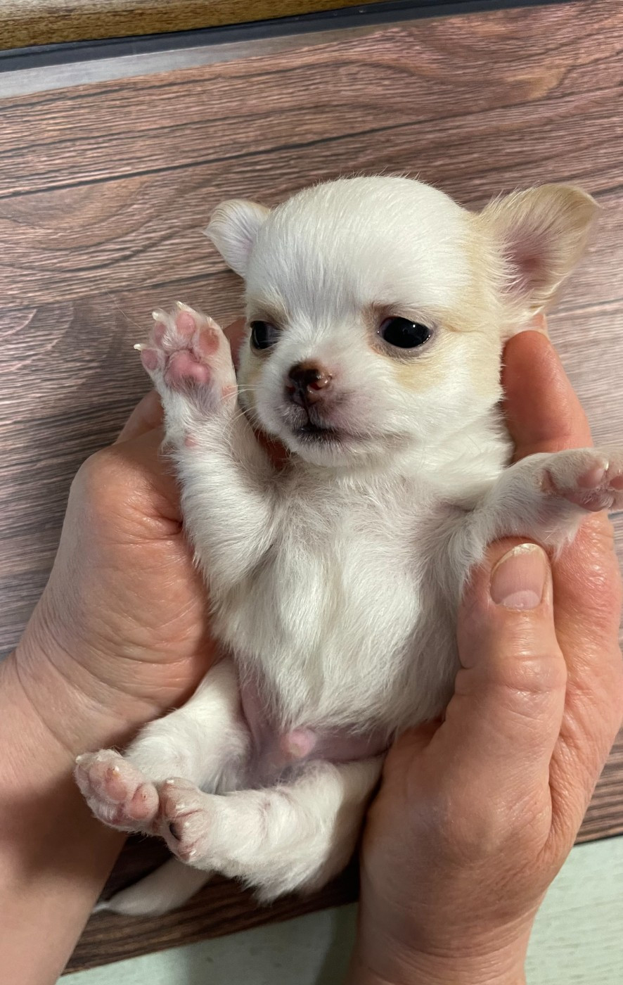 Des Barons De Maule - Chiots disponibles - Chihuahua