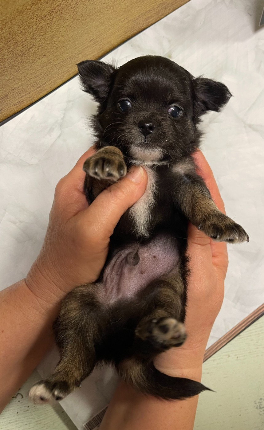 Des Barons De Maule - Chiots disponibles - Chihuahua