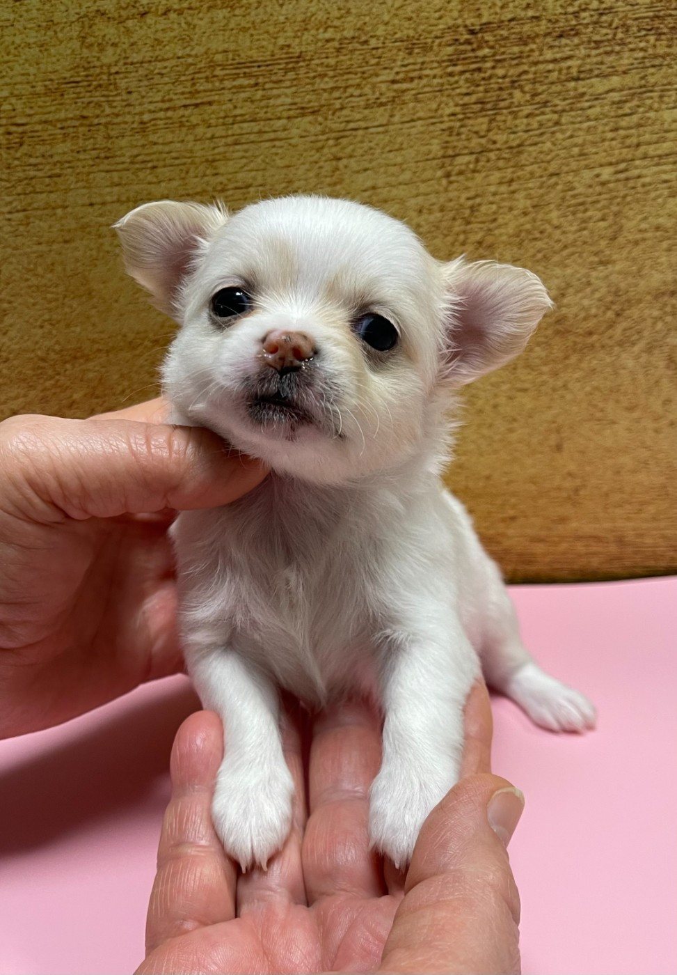 Des Barons De Maule - Chiots disponibles - Chihuahua