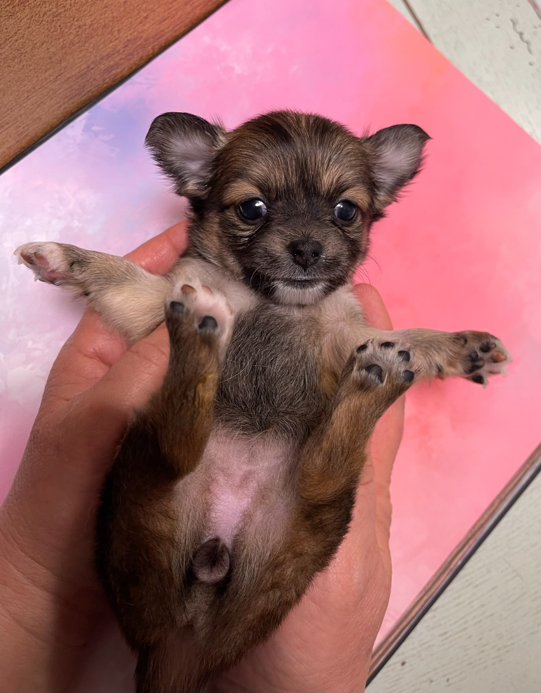 Des Barons De Maule - Chiots disponibles - Chihuahua