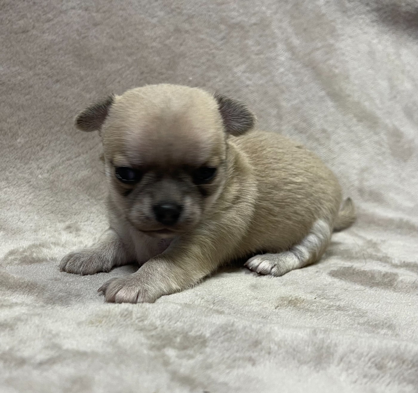 Des Barons De Maule - Chiots disponibles - Chihuahua