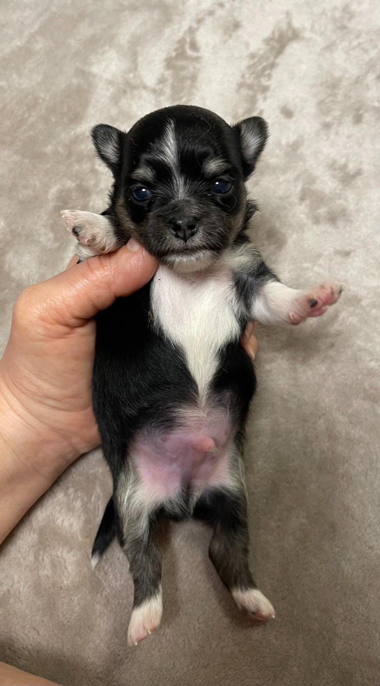 Des Barons De Maule - Chiots disponibles - Chihuahua