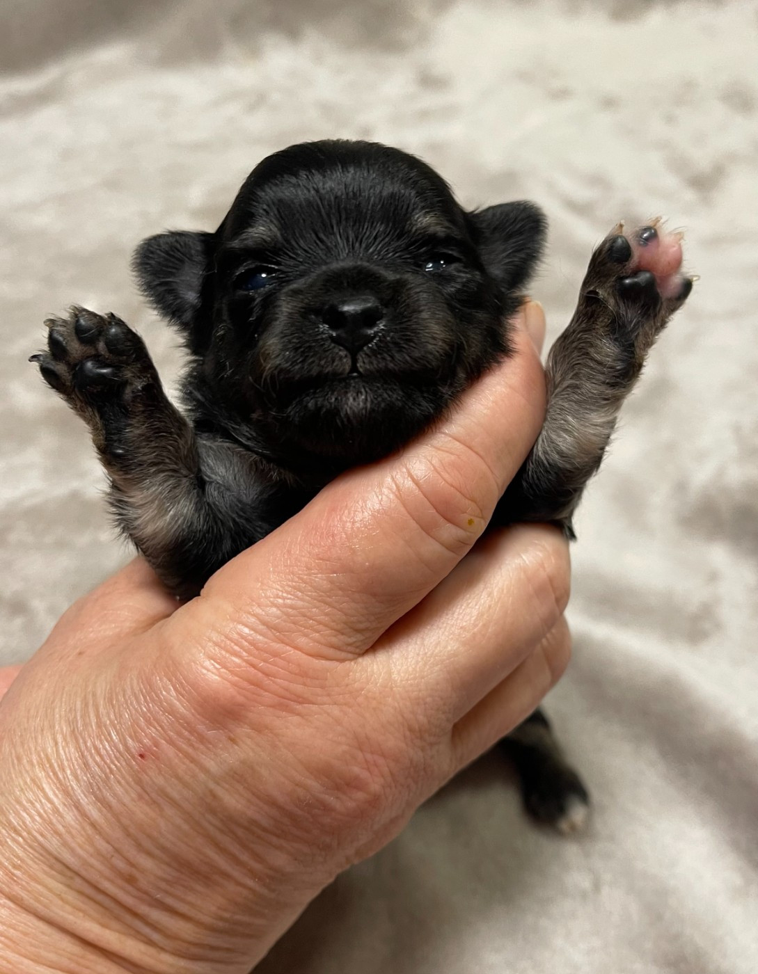 Des Barons De Maule - Chiots disponibles - Chihuahua