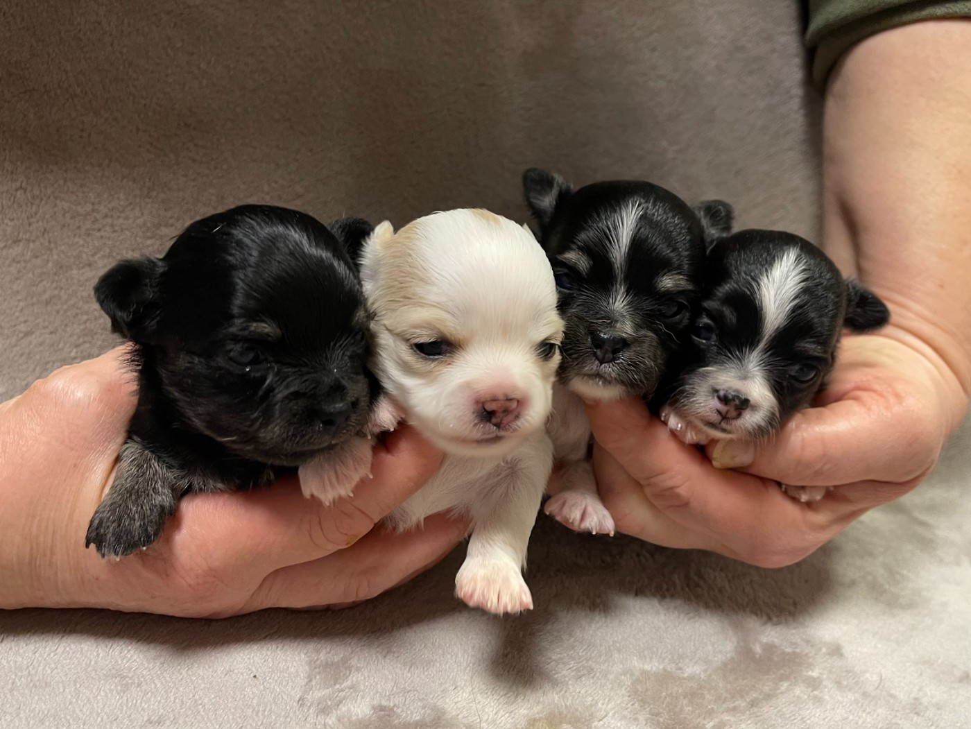 Chiot Chihuahua Des Barons De Maule