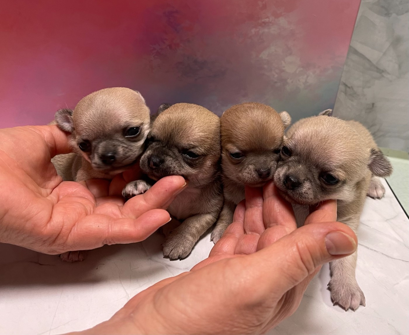 Chiot Chihuahua Des Barons De Maule