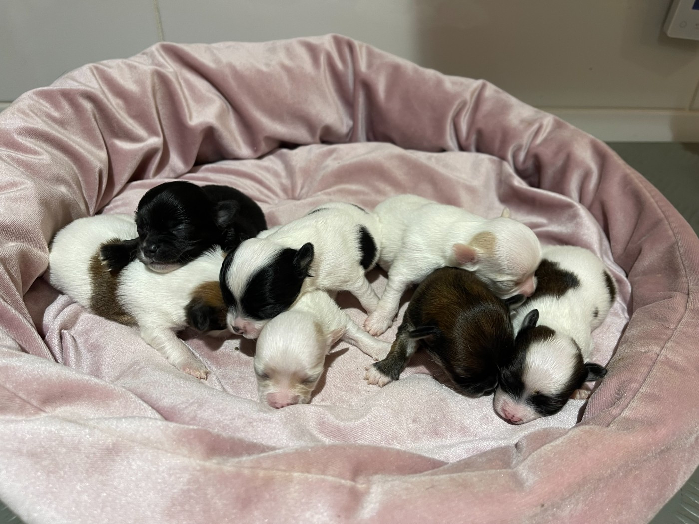 Chiot Chihuahua Des Barons De Maule