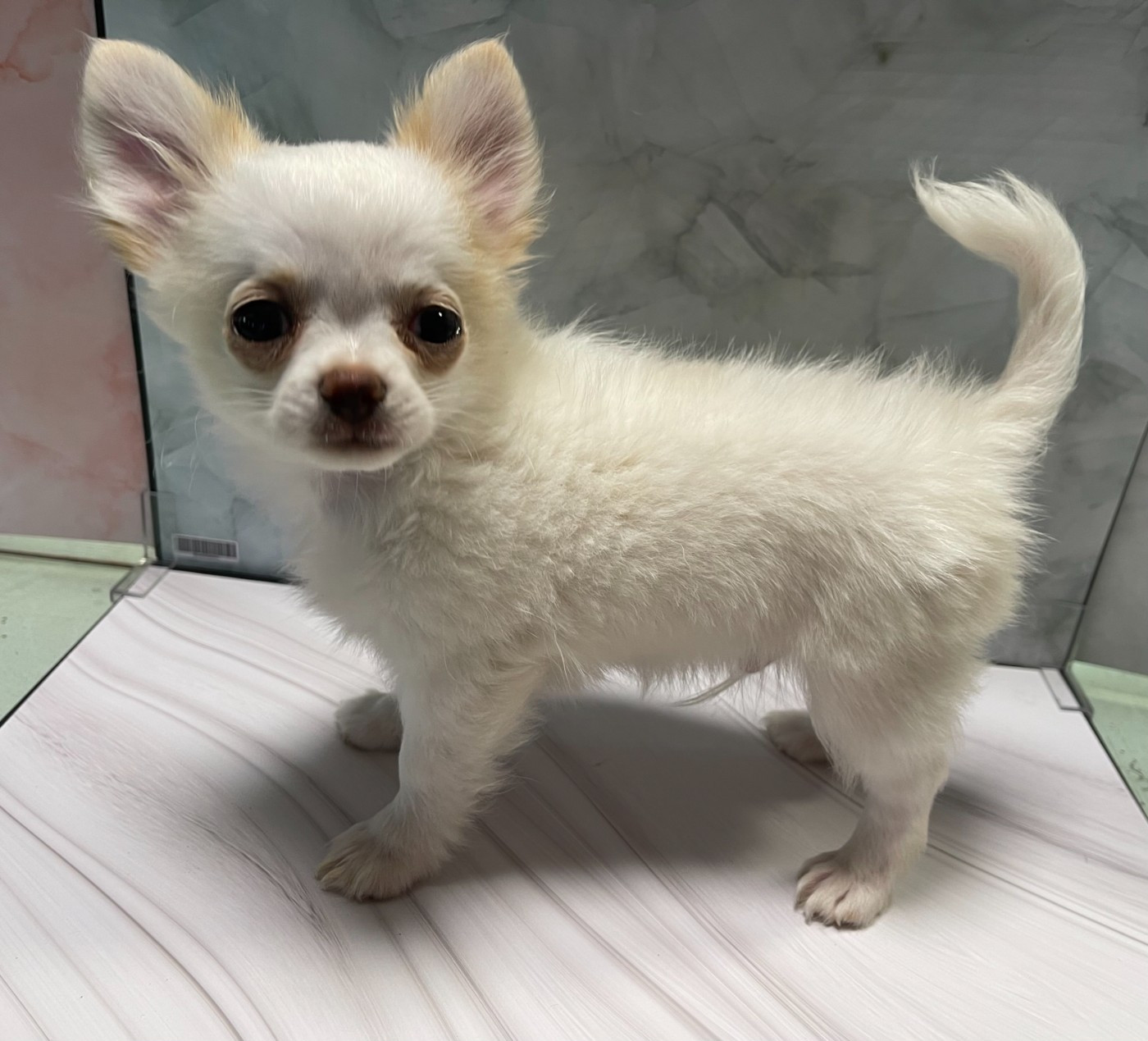 Des Barons De Maule - Chiots disponibles - Chihuahua