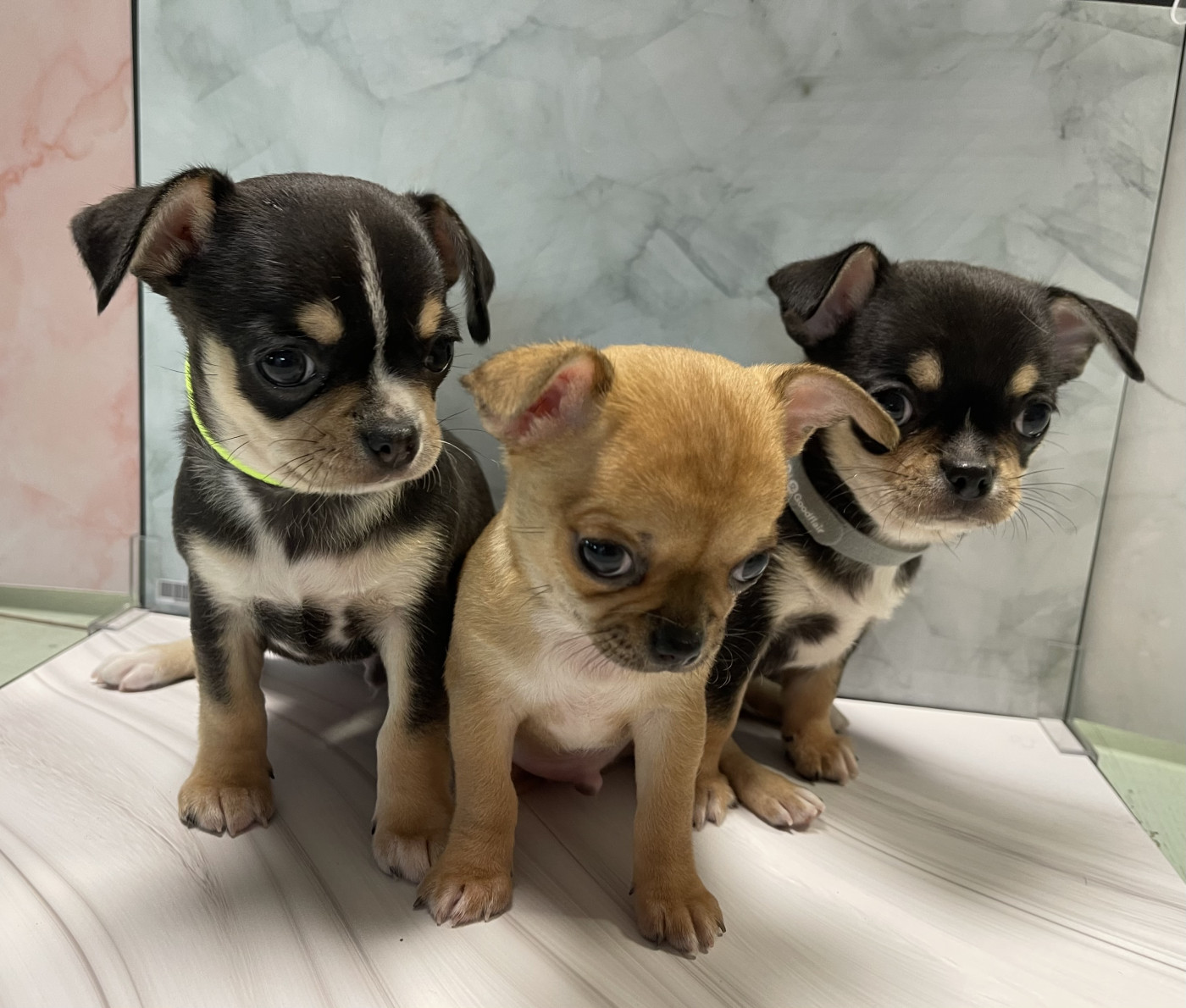 Chiot Chihuahua Des Barons De Maule