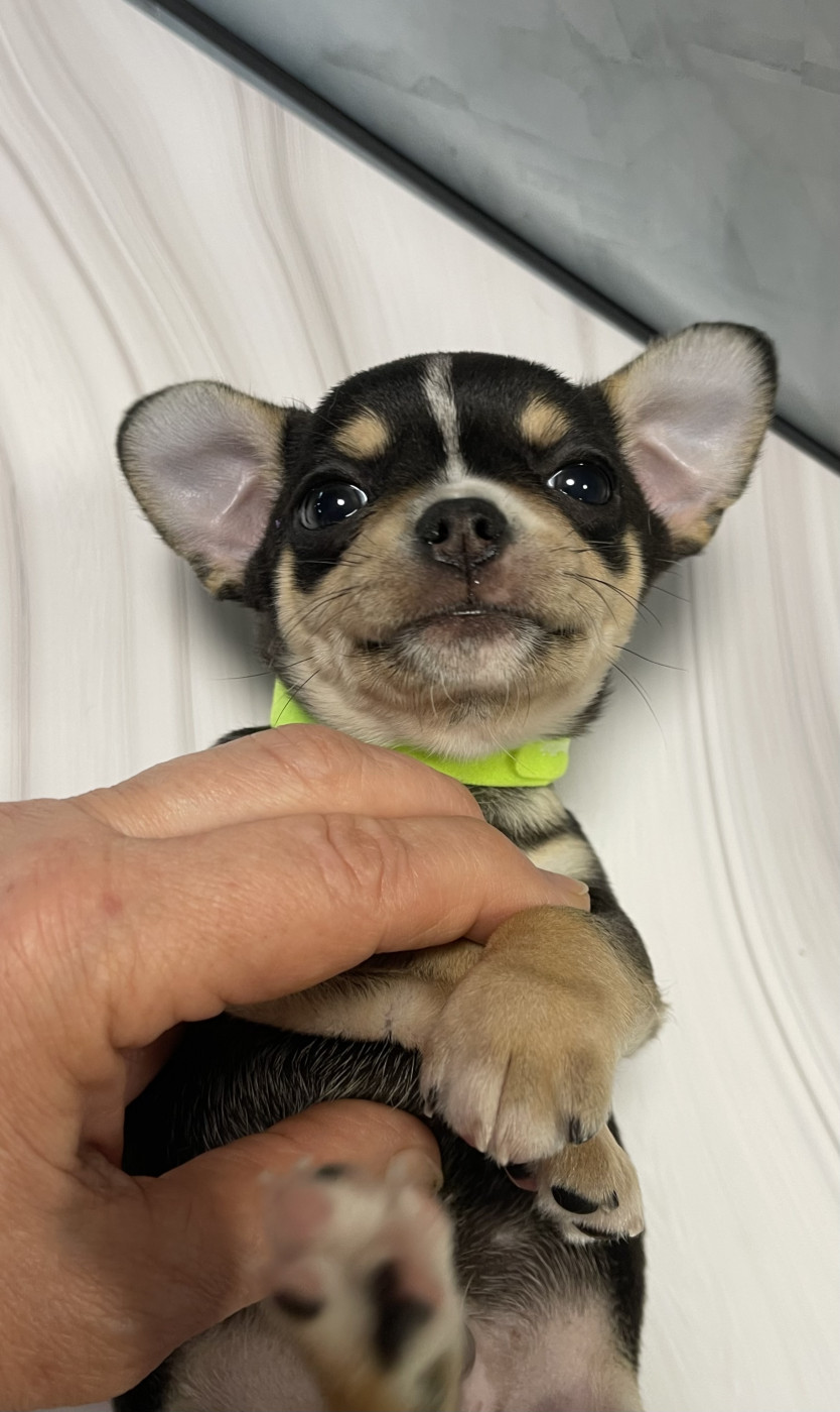 Des Barons De Maule - Chiots disponibles - Chihuahua