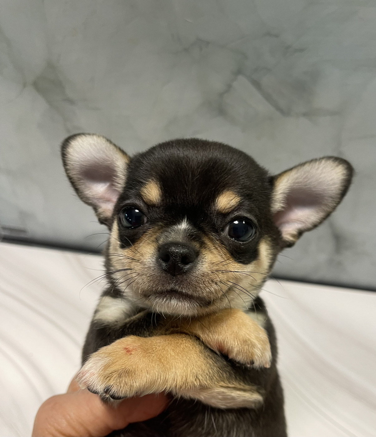 Des Barons De Maule - Chiots disponibles - Chihuahua