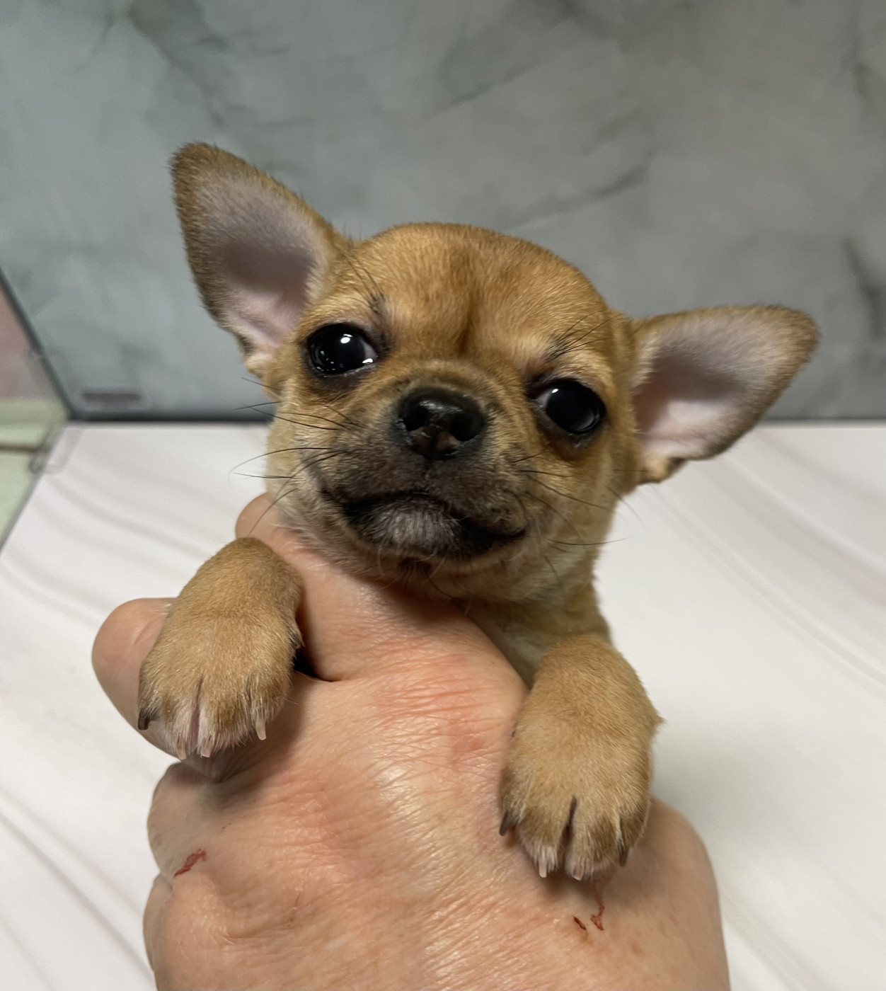 Des Barons De Maule - Chiots disponibles - Chihuahua