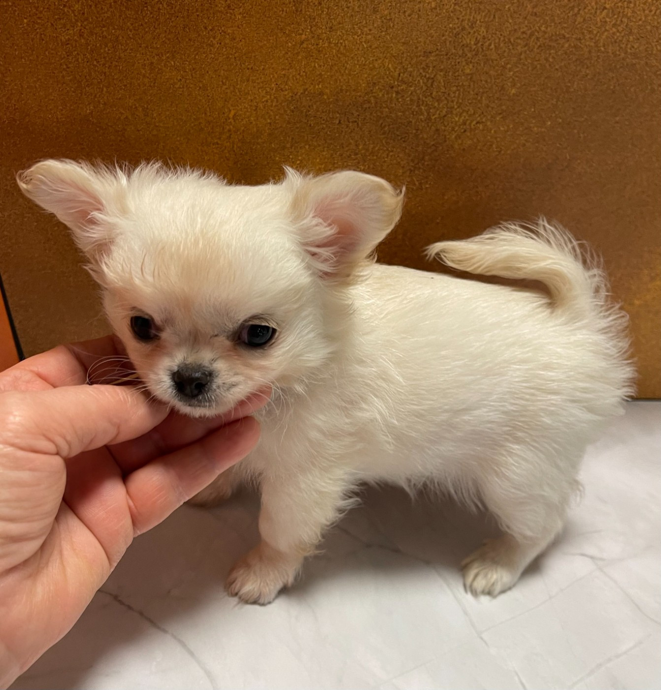 Des Barons De Maule - Chiots disponibles - Chihuahua