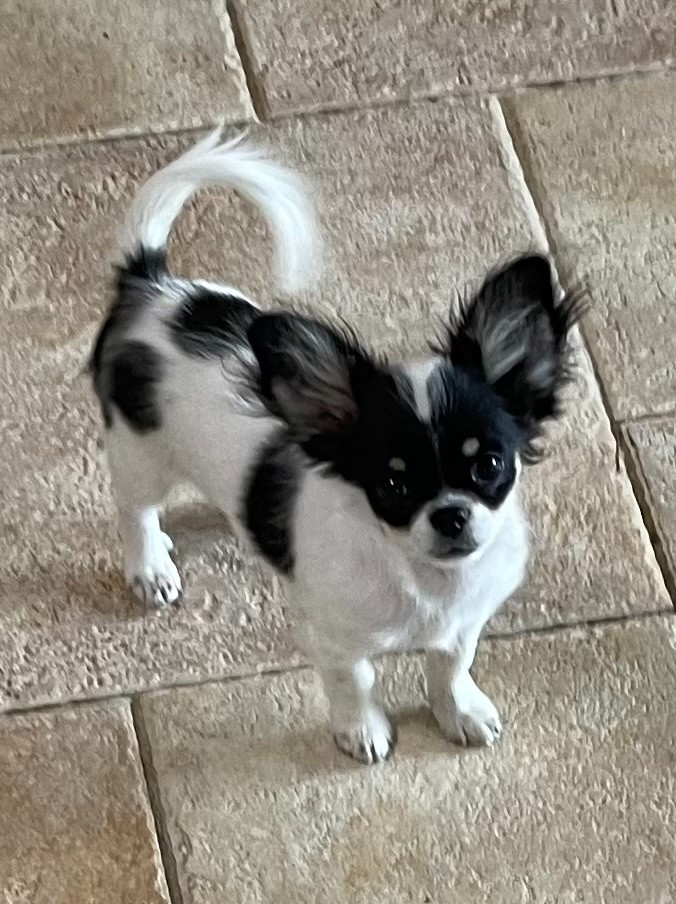 Des Barons De Maule - Chiots disponibles - Chihuahua