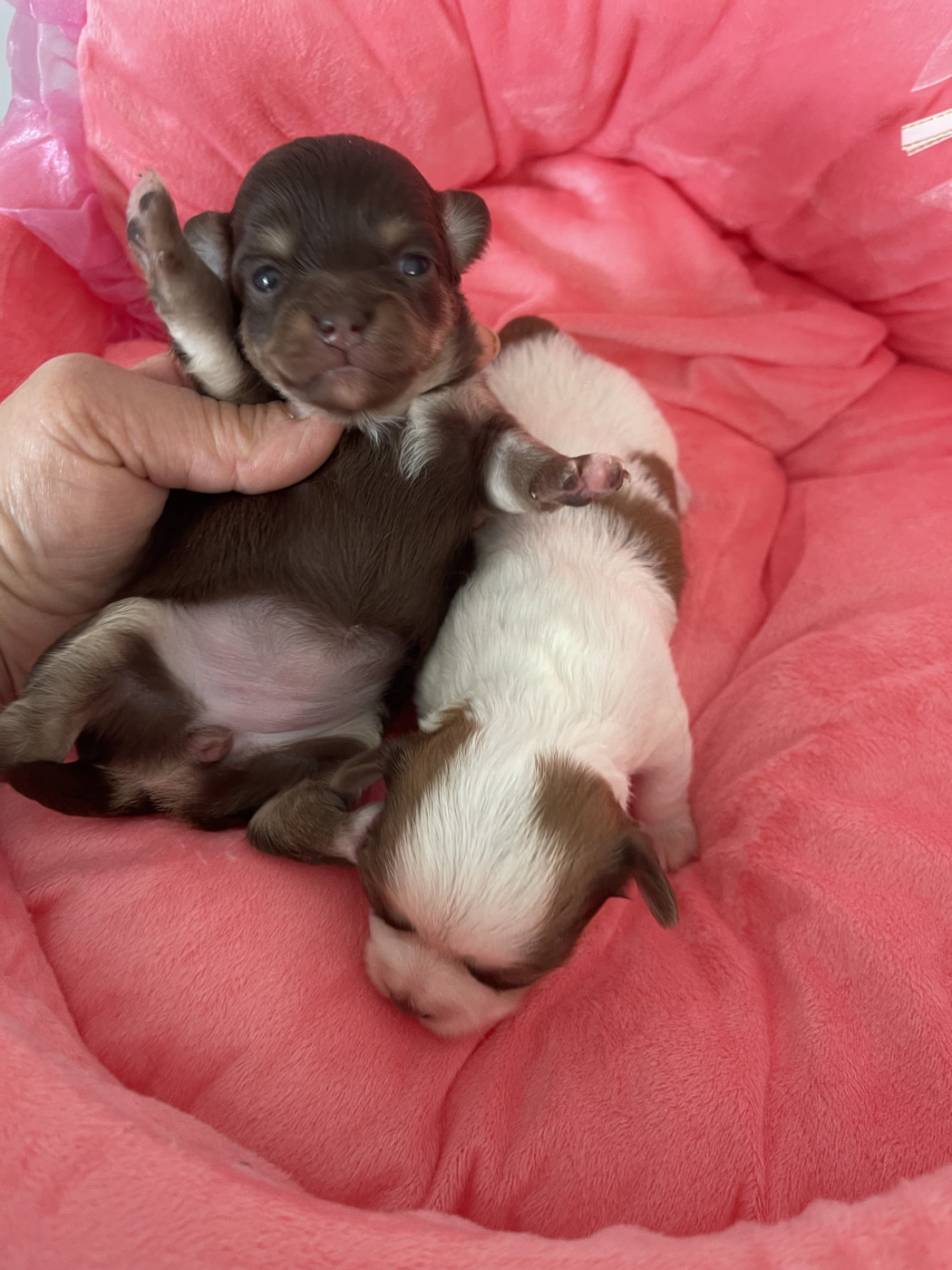 Chiot Chihuahua Des Barons De Maule
