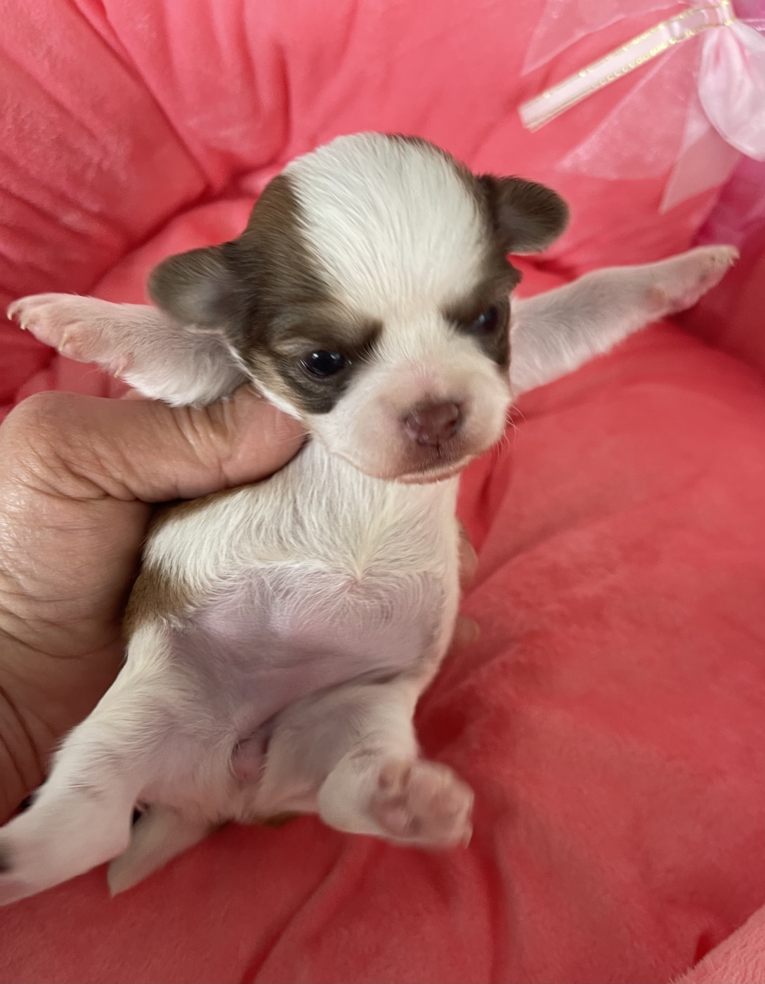 Des Barons De Maule - Chiots disponibles - Chihuahua