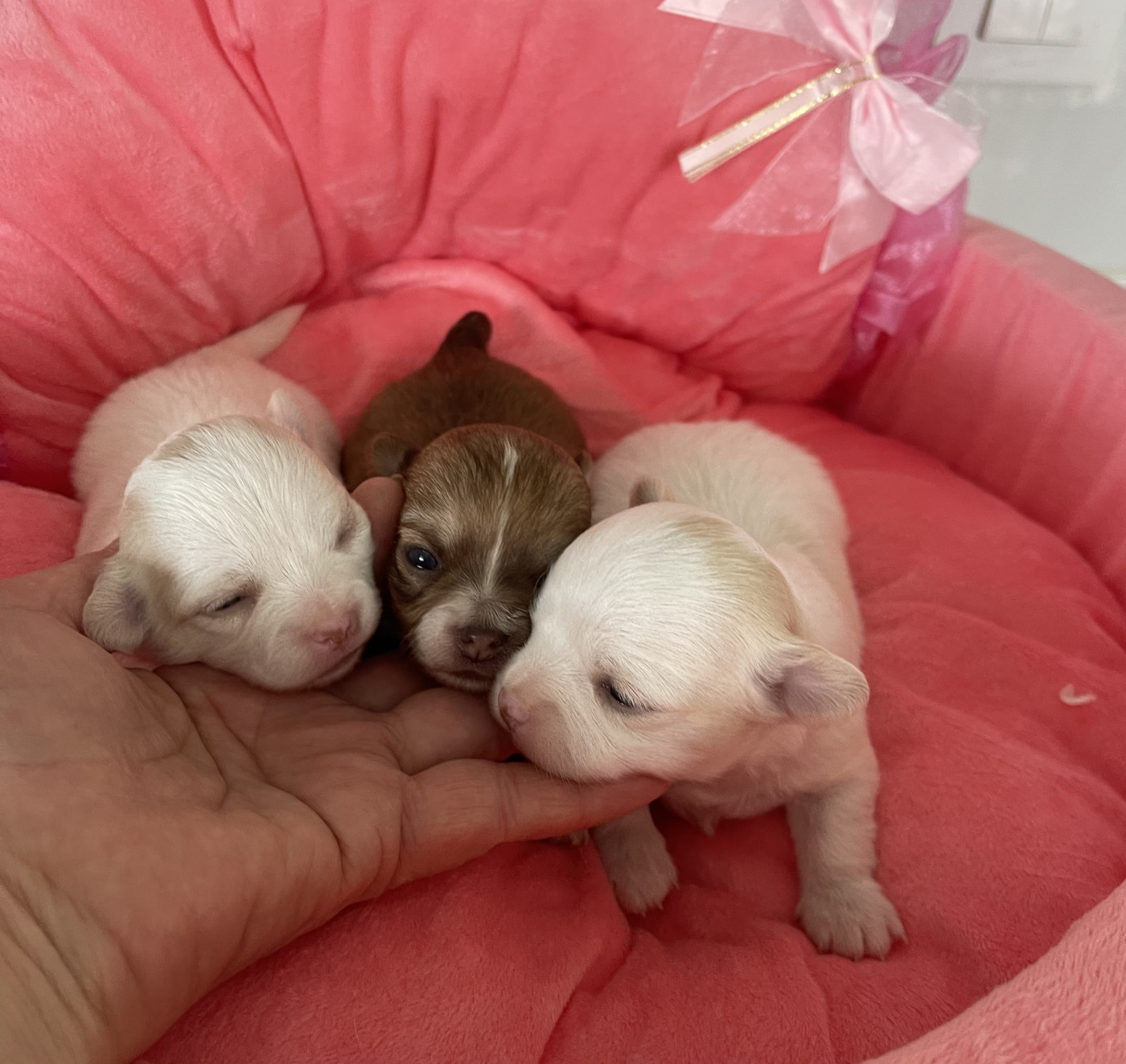 Chiot Chihuahua Des Barons De Maule
