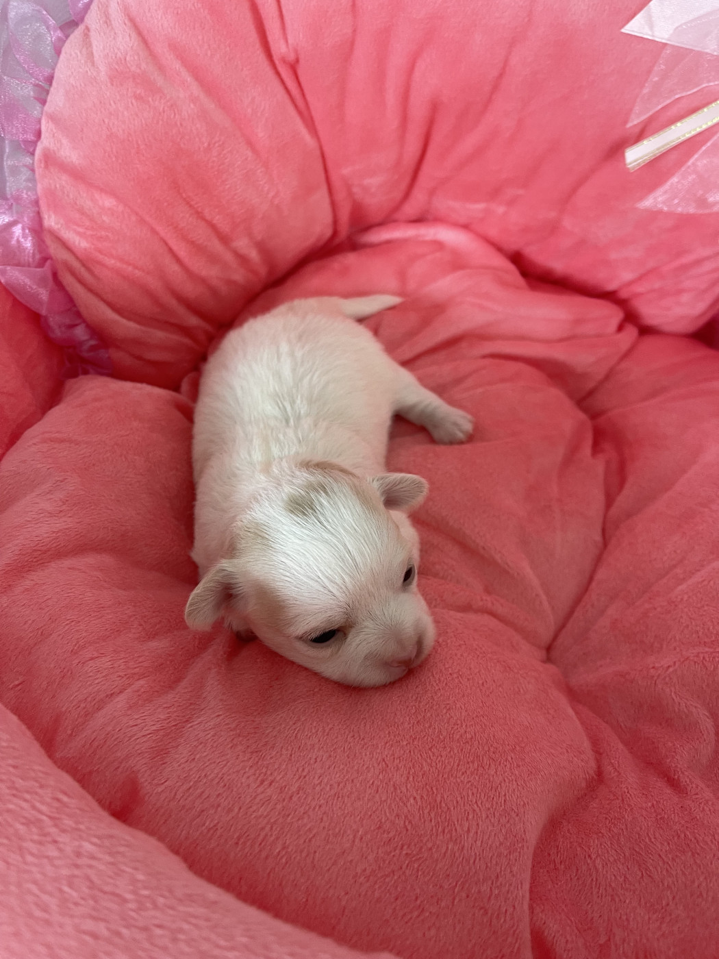 Des Barons De Maule - Chiots disponibles - Chihuahua