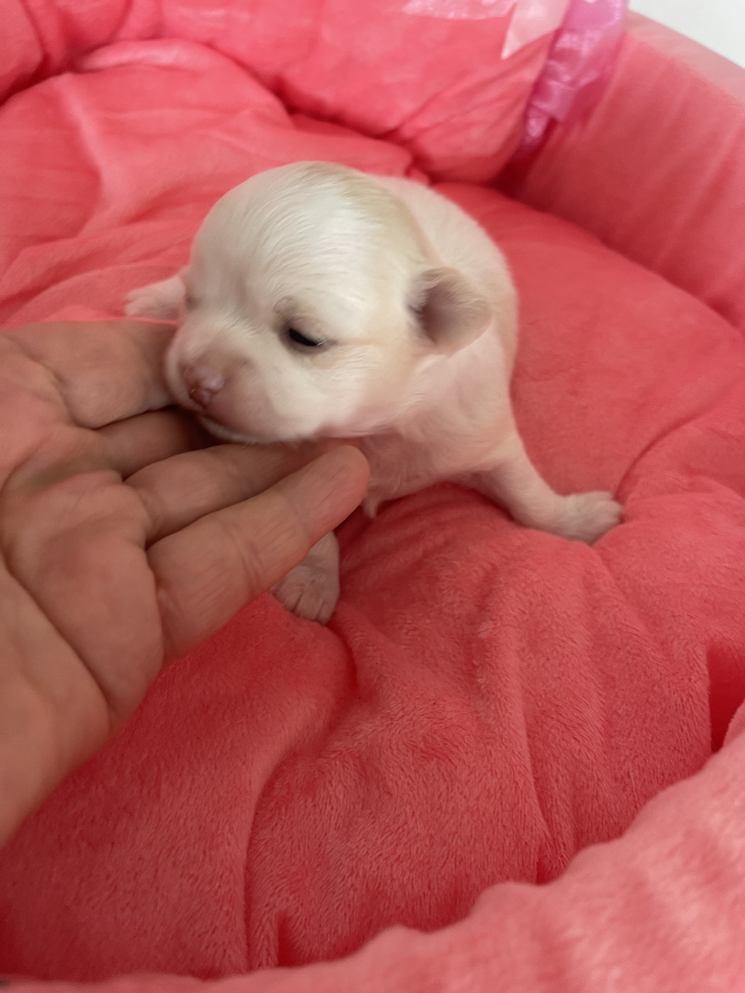 Des Barons De Maule - Chiots disponibles - Chihuahua